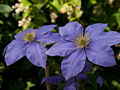 Clematis Fujimusume IMG_7148 Powojnik